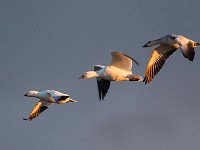 A2Z5979c  Ross's Goose (Chen rossii) & Snow Geese (Chen caerulescens)